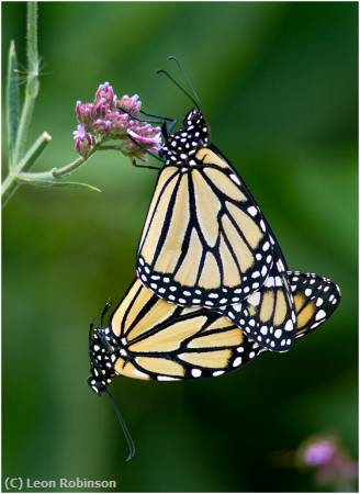 Missing Image: i_0043.jpg - Mating Monarchs