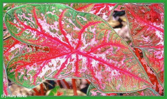 Missing Image: i_0044.jpg - Caladiums