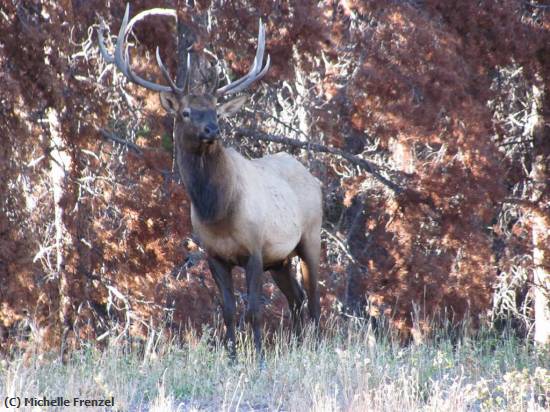 Missing Image: i_0045.jpg - Elk Stare Down at Yellowstone