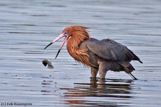 Missing Image: i_0047.jpg - Damn,-I-lost-it-Reddish-Egret