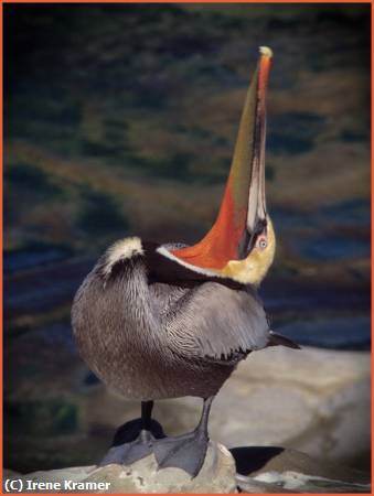 Missing Image: i_0048.jpg - CA Brown Pelican Posturing