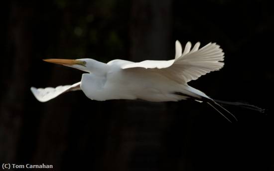 Missing Image: i_0050.jpg - Great White Egret in flight