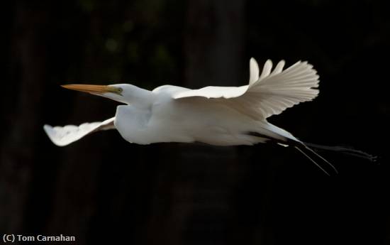 Missing Image: i_0050.jpg - Great White Egret in flight
