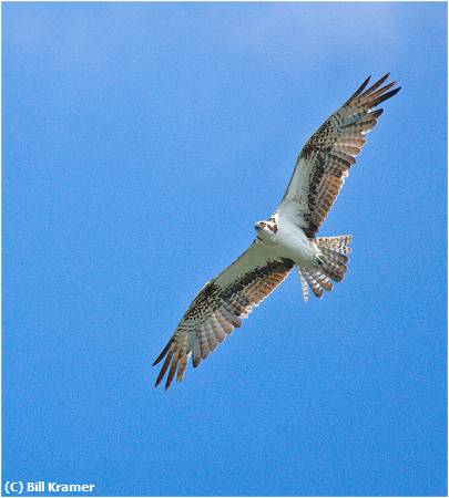 Missing Image: i_0051.jpg - Soaring Osprey