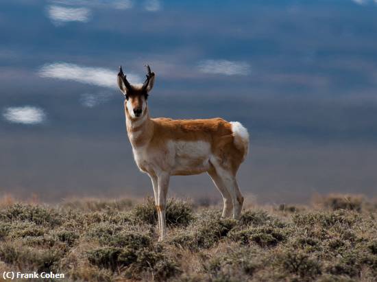 Missing Image: i_0055.jpg - Pronghorn