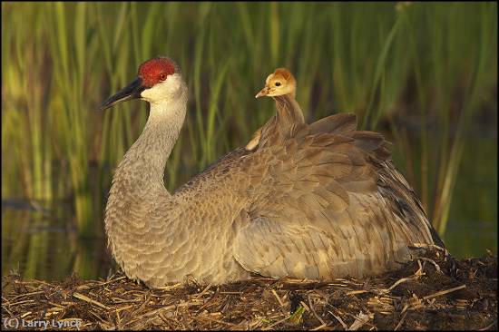 Missing Image: i_0058.jpg - Sandhill Crane withe chic on it's ba