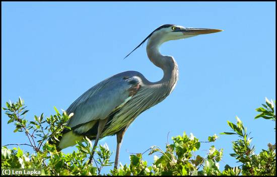 Missing Image: i_0060.jpg - Guarding the Nest