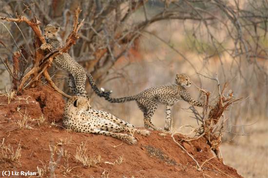 Missing Image: i_0064.jpg - Cheetahs Learning to Watch