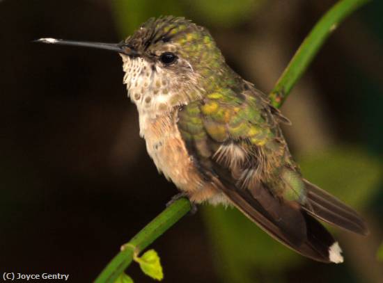 Missing Image: i_0065.jpg - Hummer