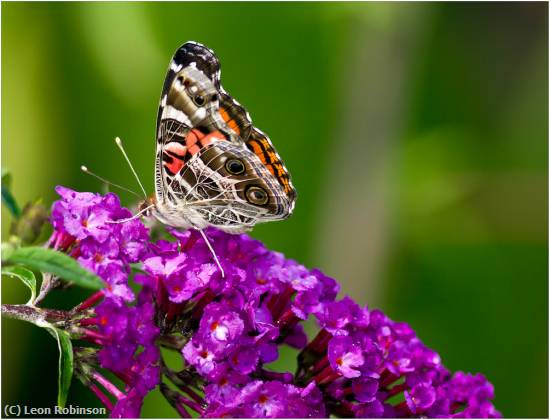 Missing Image: i_0068.jpg - American Lady Showing Colors