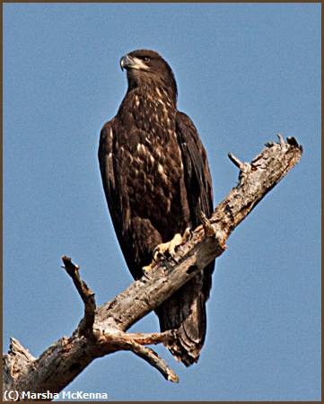 Missing Image: i_0069.jpg - Young Eagle