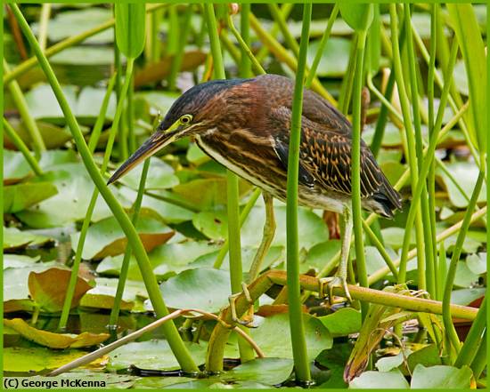 Missing Image: i_0072.jpg - Green Heron Waiting For A Snack
