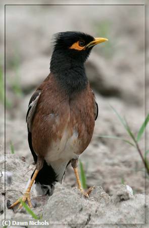 Missing Image: i_0074.jpg - Myna