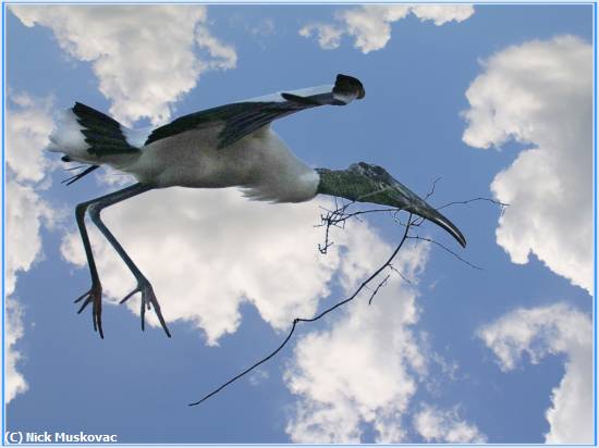 Missing Image: i_0078.jpg - Woodstork Nest Builder