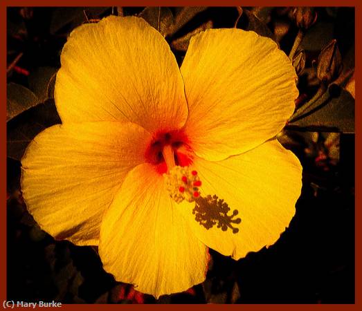 Missing Image: i_0079.jpg - Yellow Hibiscus (2)