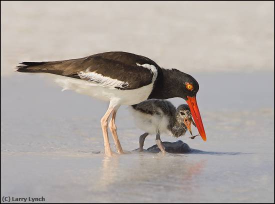 Missing Image: i_0080.jpg - Oyster Catcher feeding chic