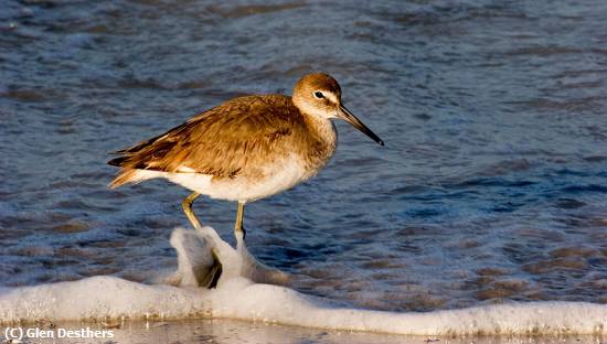 Missing Image: i_0081.jpg - Willet in the surf