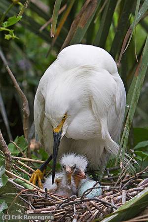 Missing Image: i_0082.jpg - Snowy,-chicks-&-the-egg