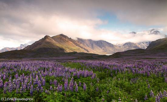 Missing Image: i_0005.jpg - Field-of-Lupin