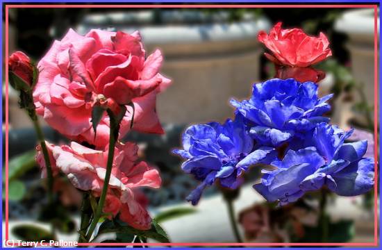Missing Image: i_0010.jpg - Pink-Blue-Rose