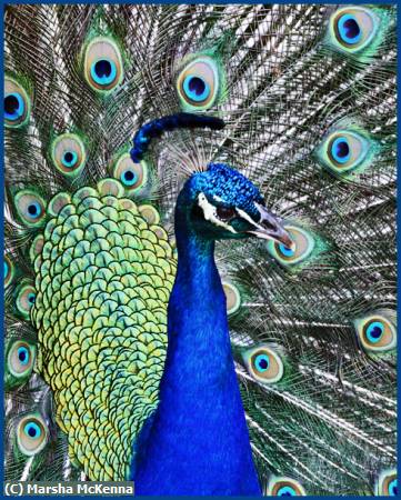 Missing Image: i_0012.jpg - Peacock