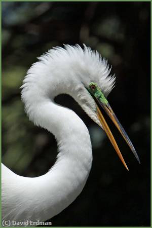 Missing Image: i_0018.jpg - Great Egret in Breeding Colors