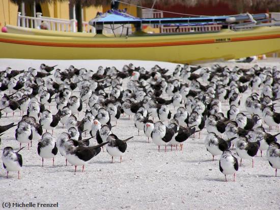 Missing Image: i_0024.jpg - Boat Birds Beach