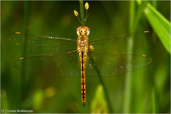 Missing Image: i_0027.jpg - Dragon Fly