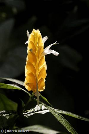 Missing Image: i_0030.jpg - SHRIMP PLANT