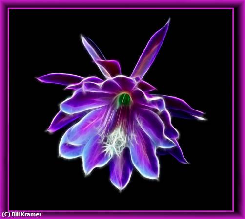 Missing Image: i_0042.jpg - Fantasy Flower