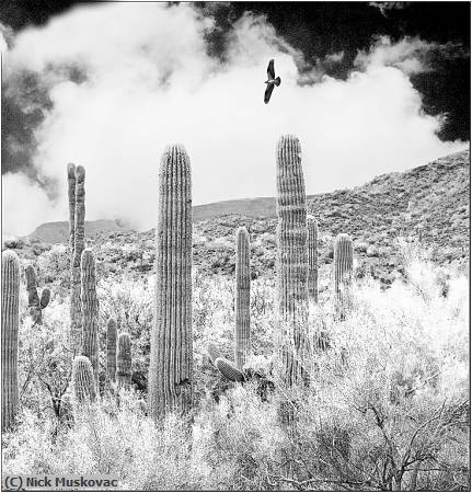 Missing Image: i_0051.jpg - Infrared Saguaro