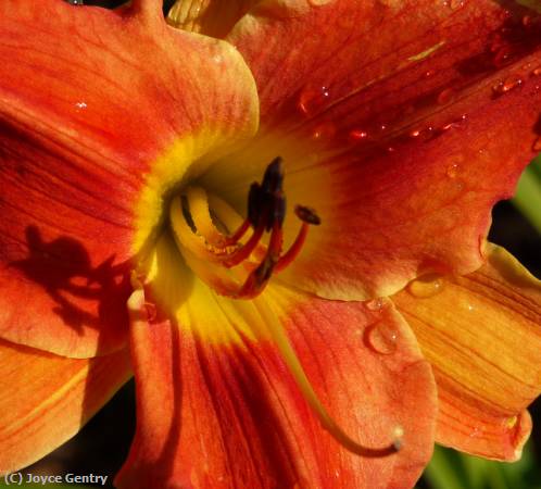 Missing Image: i_0052.jpg - Tiger Lily