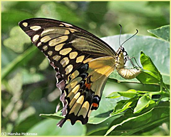 Missing Image: i_0062.jpg - Butterfly
