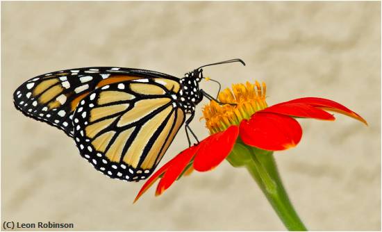 Missing Image: i_0065.jpg - Shades of Orange