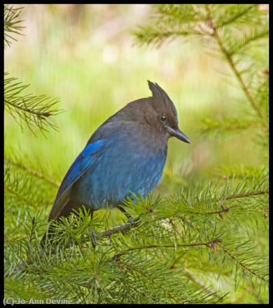 Missing Image: i_0075.jpg - Steller Jay