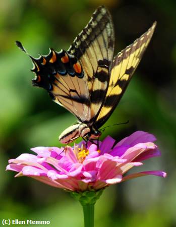 Missing Image: i_0001.jpg - Butterfly at Plantation