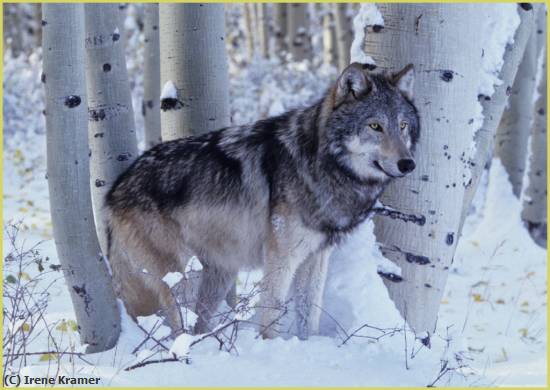 Missing Image: i_0018.jpg - The Silent Observer---Timber Wolf