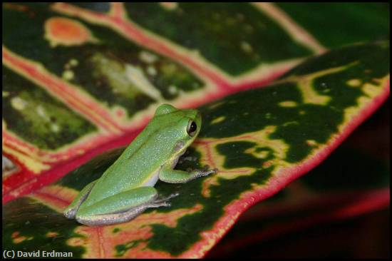 Missing Image: i_0022.jpg - Treefrog