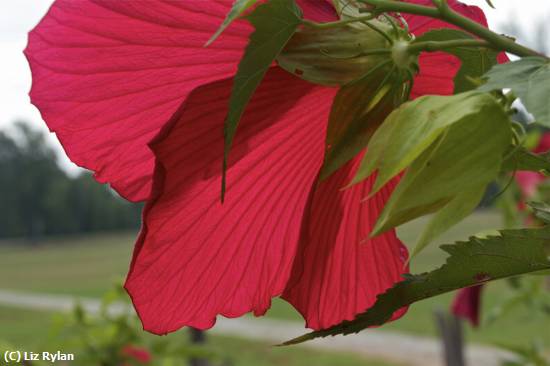 Missing Image: i_0029.jpg - Hibiscus in Morning Sunlight