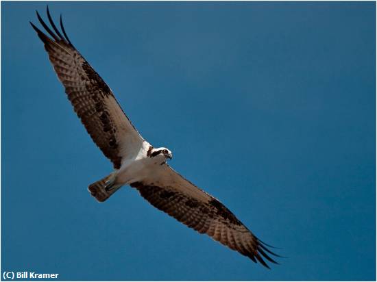 Missing Image: i_0046.jpg - Osprey-Fly-Bye