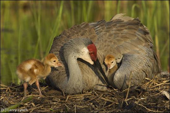 Missing Image: i_0047.jpg - Sandhill Crane with chicks