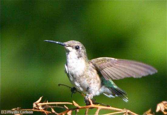 Missing Image: i_0048.jpg - Humming Bird at Rest-jpg