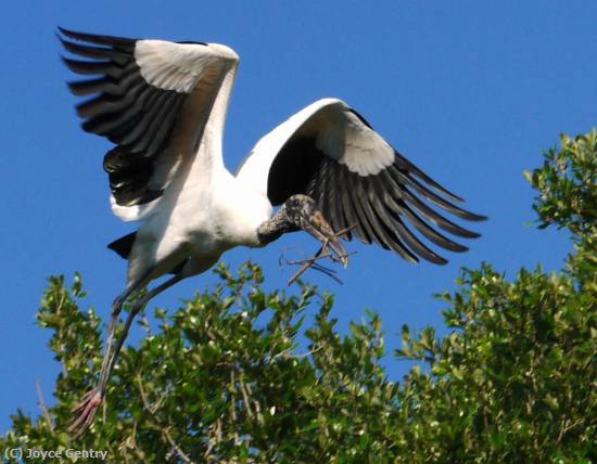 Missing Image: i_0051.jpg - Wood Stork Flying