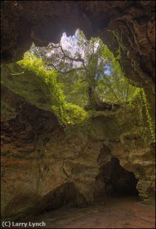 Missing Image: i_0058.jpg - Dames Cave,Withlacoochee State Fores