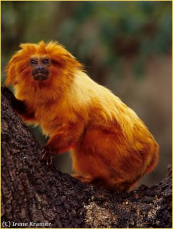 Missing Image: i_0061.jpg - Golden Lion Tamarin