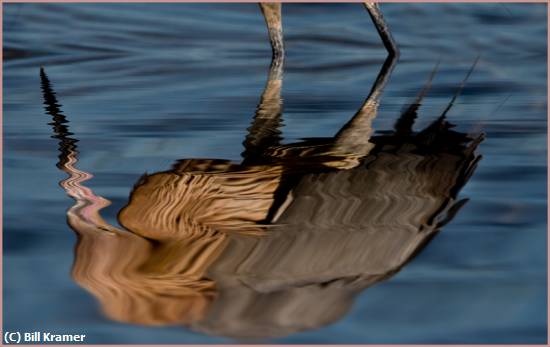 Missing Image: i_0066.jpg - Reddish Egret Reflection