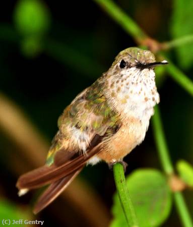 Missing Image: i_0070.jpg - Hummingbird Posed