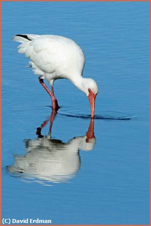 Missing Image: i_0074.jpg - White Ibis with Reflection