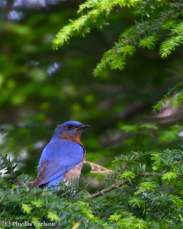 Missing Image: i_0076.jpg - Blue Bird in Hemlock- jpg