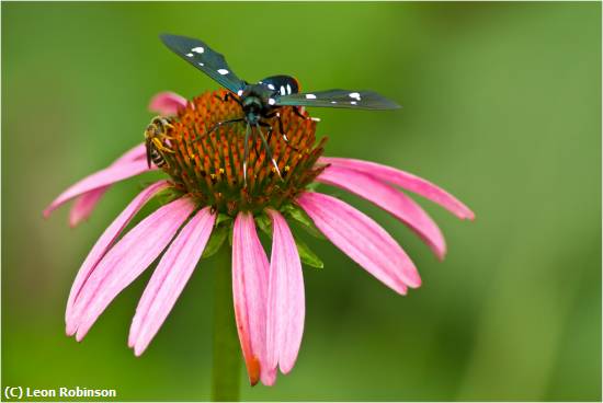 Missing Image: i_0008.jpg - Oleander Moth & Friend